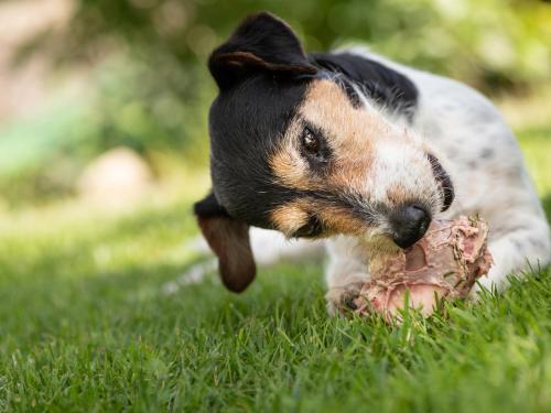 Useful Prebiotics in High-Protein Diets for Dogs